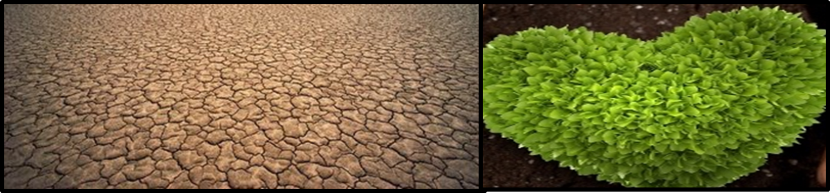 Barren Womb Fertile Heart